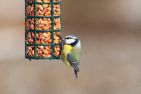 How to Encourage Birds to a Bird Feeder