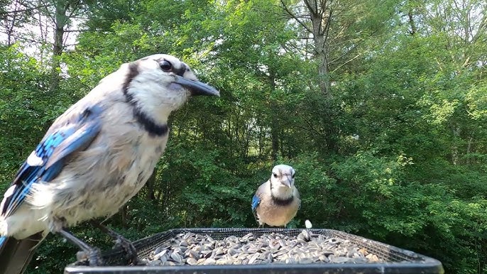 How to Feed a Baby Blue Jay Bird