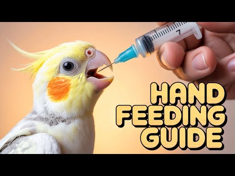 How to Feed a Baby Cockatiel Bird