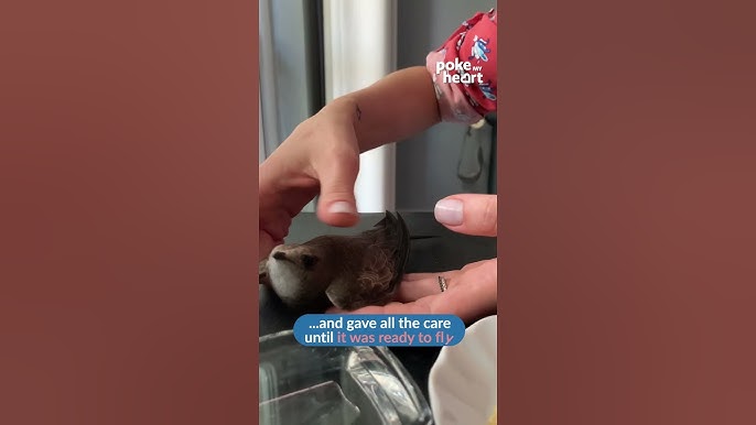 How to Feed a Dehydrated Bird