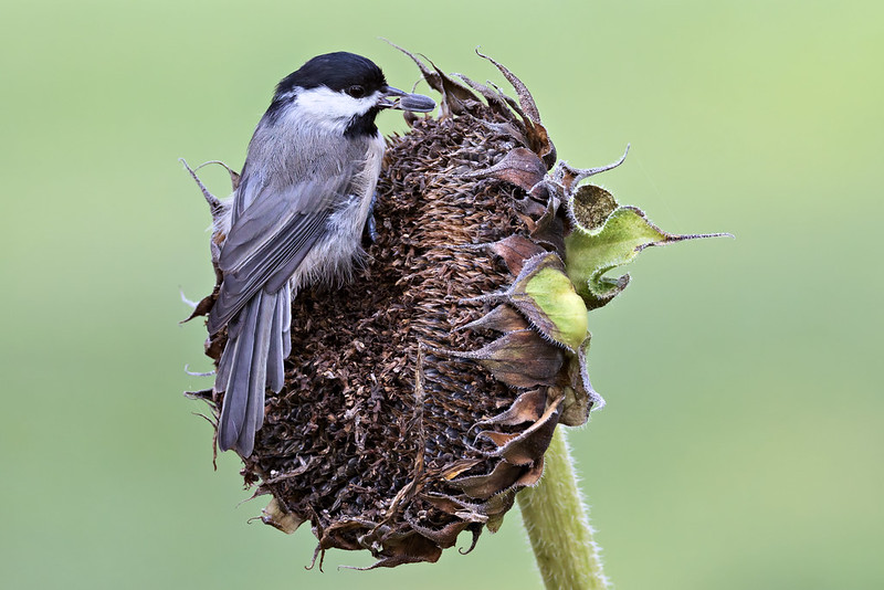How to Feed a Fledgling Bird Chickadee