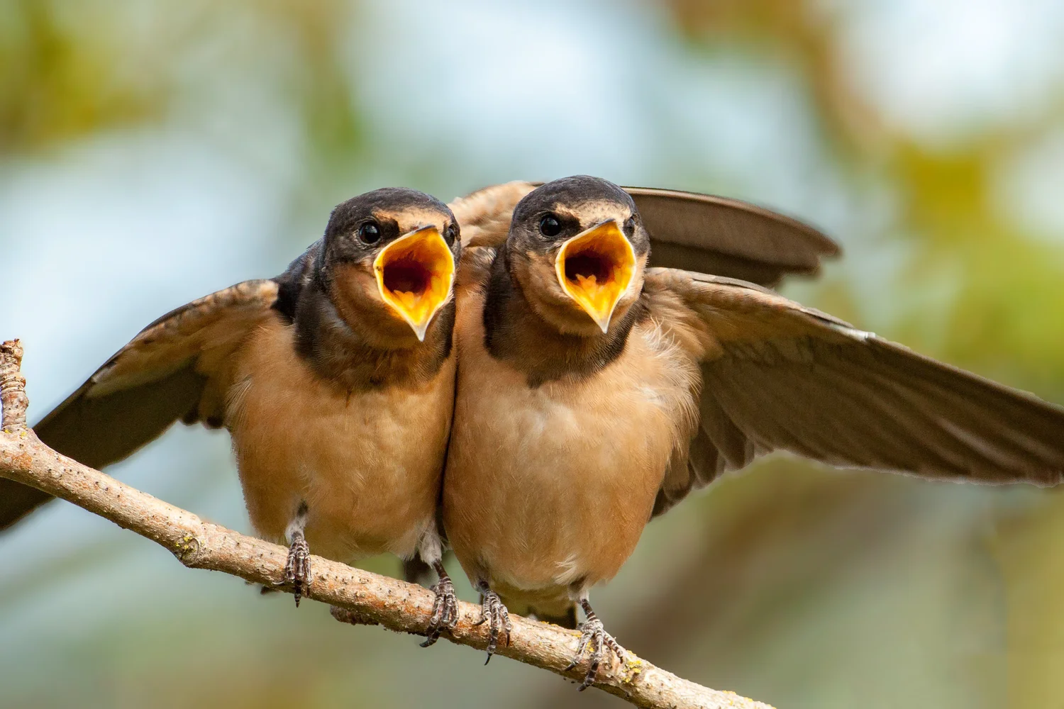 How to Feed a Swallow Bird