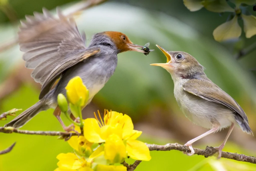How to Feed Baby Bird Water