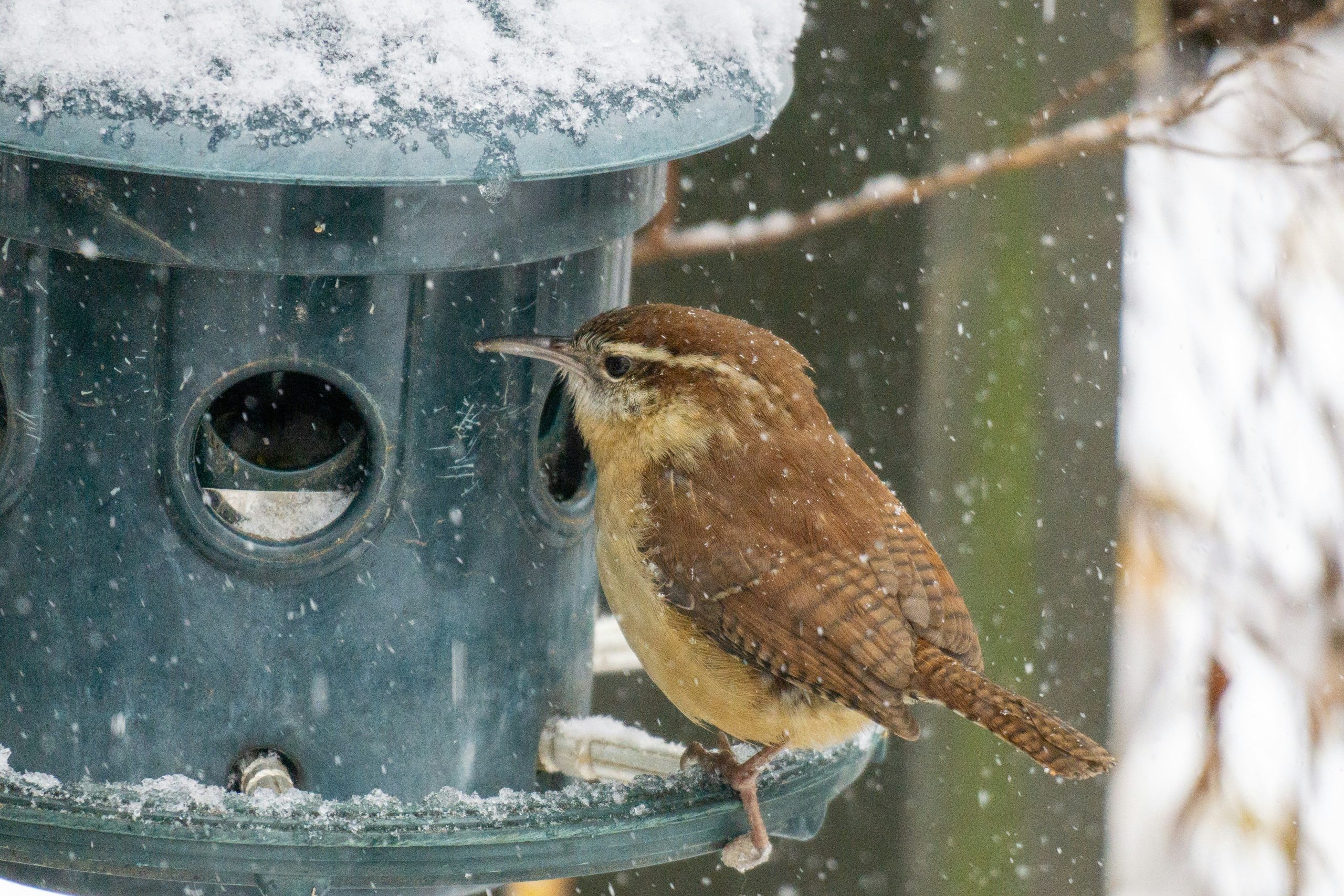 How to Feed Birds During Winter