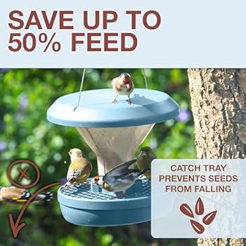 How to Feed Birds Without Attracting Rats And Mice