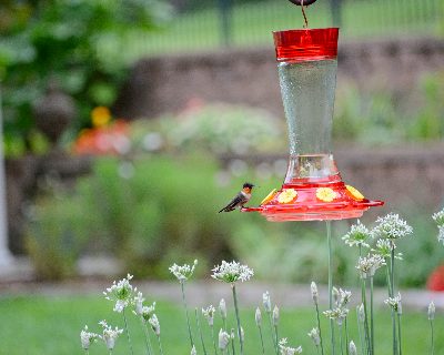 How to Feed Humming Bird