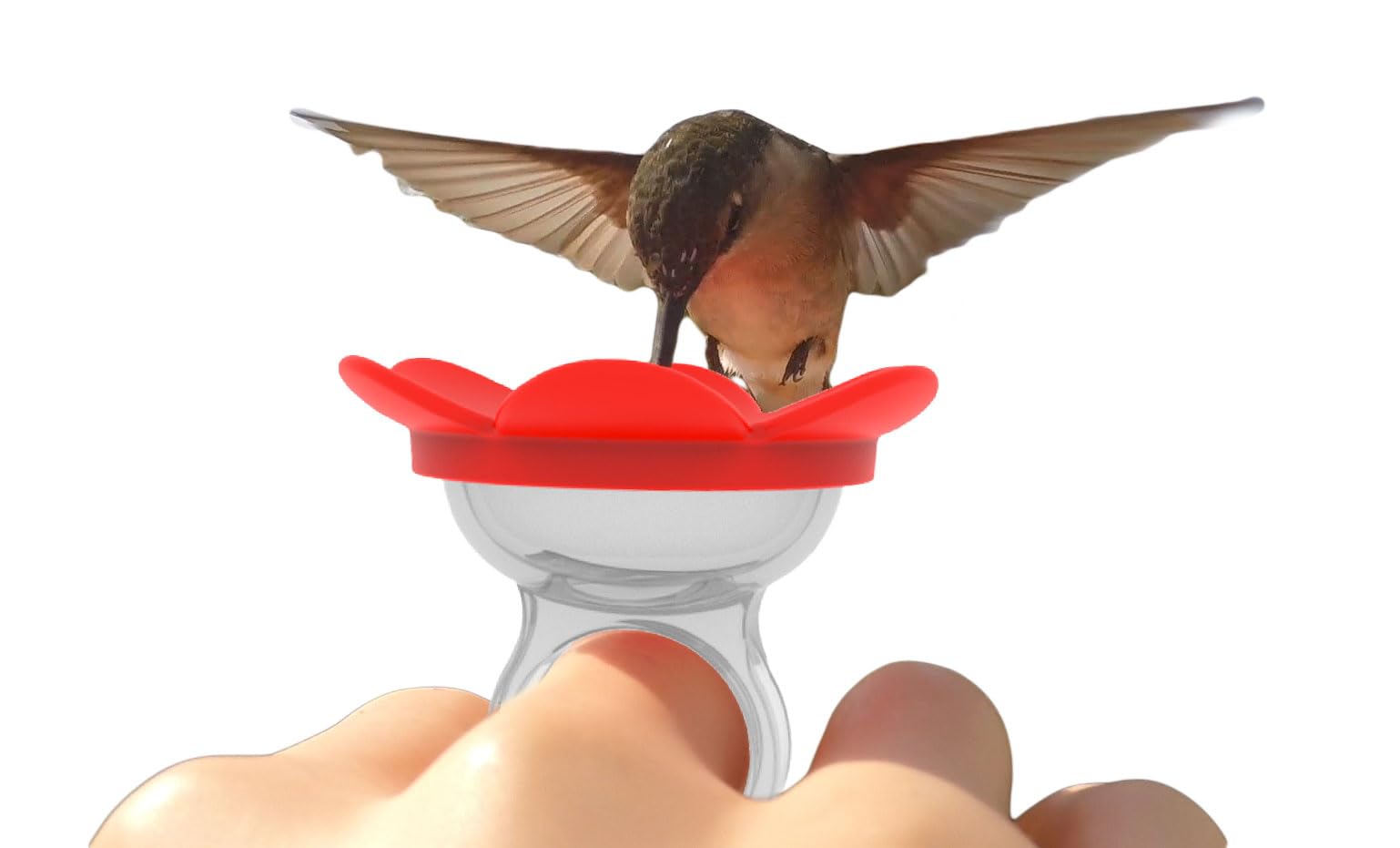 How to Feed Humming Birds by Hand
