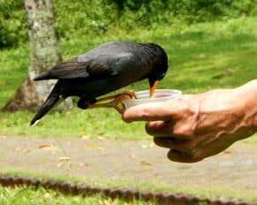 How to Feed Mynah Bird