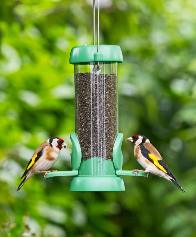 How to Feed Niger Seed to Birds
