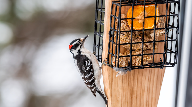How to Feed Peanut Butter to Birds in Winter