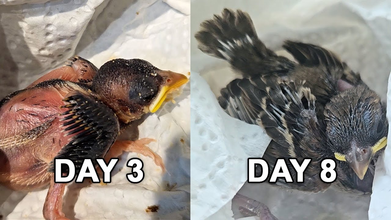 How to Feed Random Baby Birds