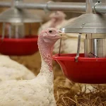 How to Feed Turkey Bird