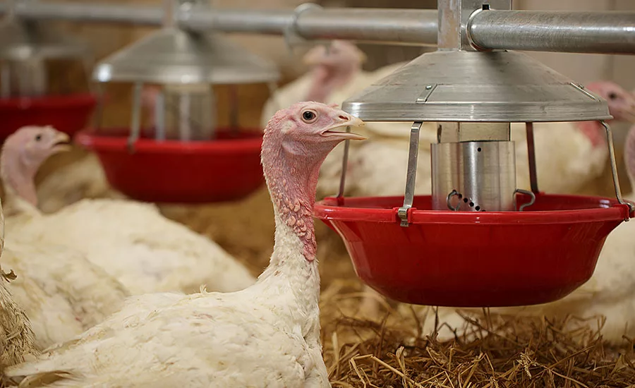 How to Feed Turkey Bird