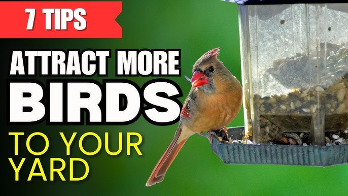 How to Get Birds at Your Feeder