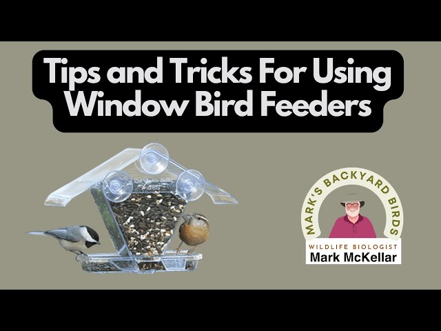 How to Get Birds to a Window Feeder