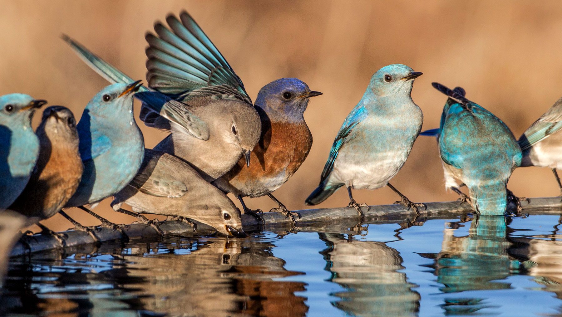 How to Get Blue Birds to Come to Your Feeder