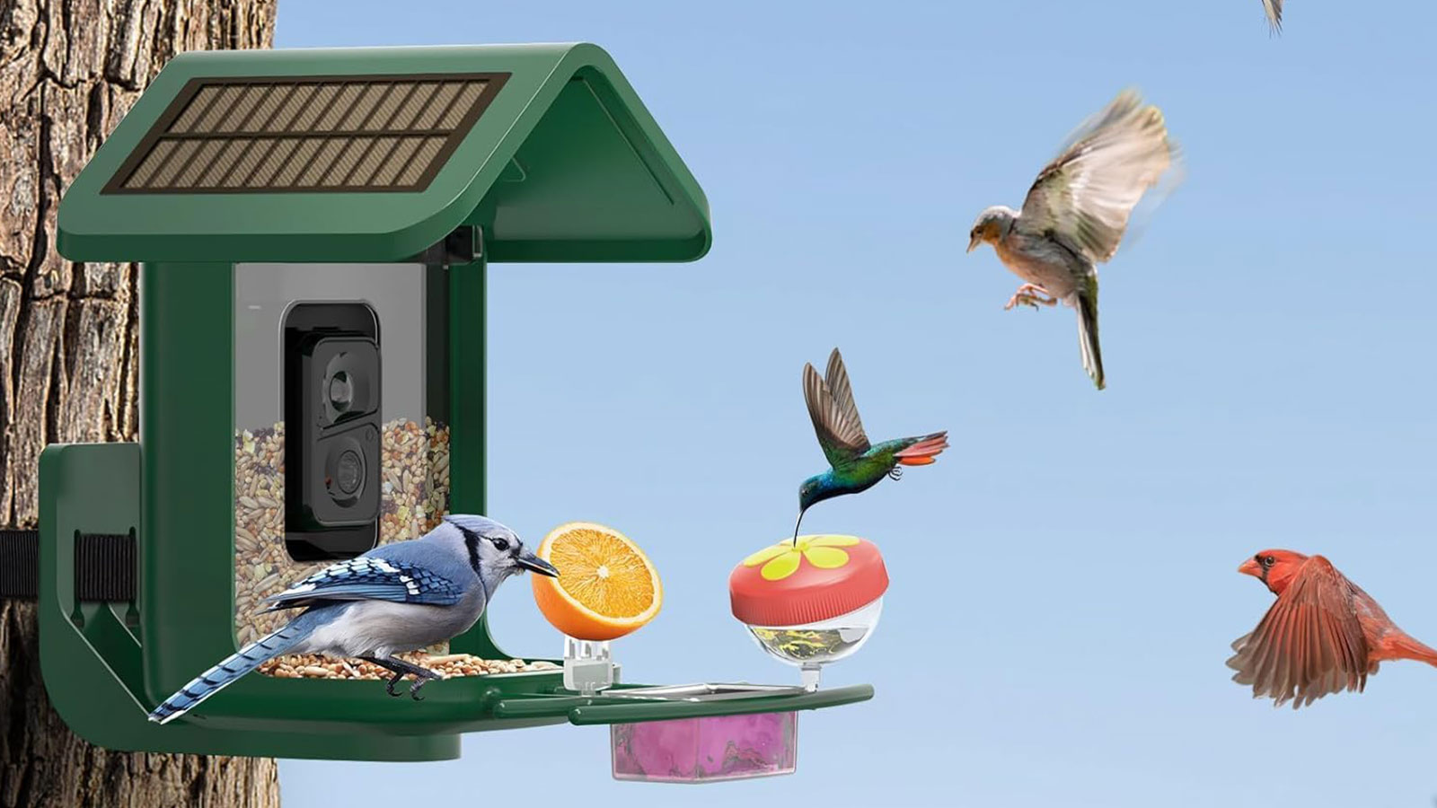 How to Get Free Bird Feeder Through Mail