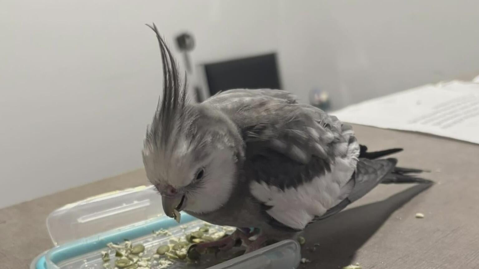 How to Get Pet Bird Lost Ark