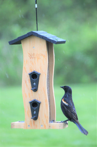 How to Get Rid of Black Birds on Bird Feeder