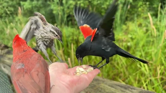 How to Hand Feed Birds Wild