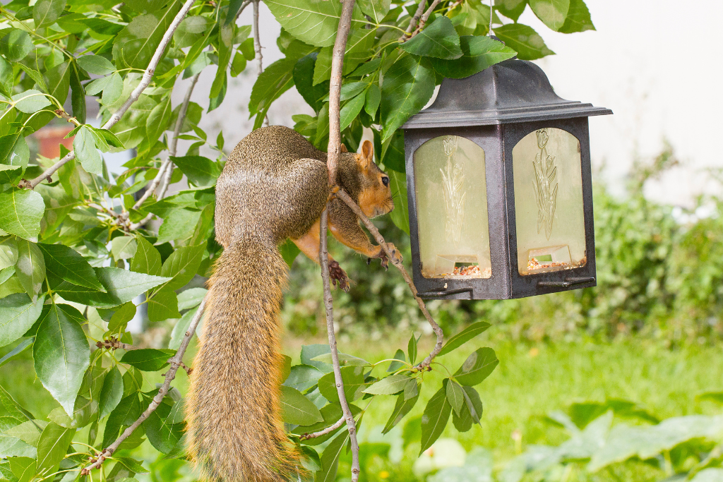 How to Hang Bird Feeder High in Tree