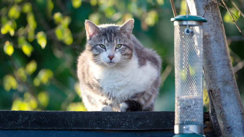 How to Keep a Cat Away from Bird Feeder