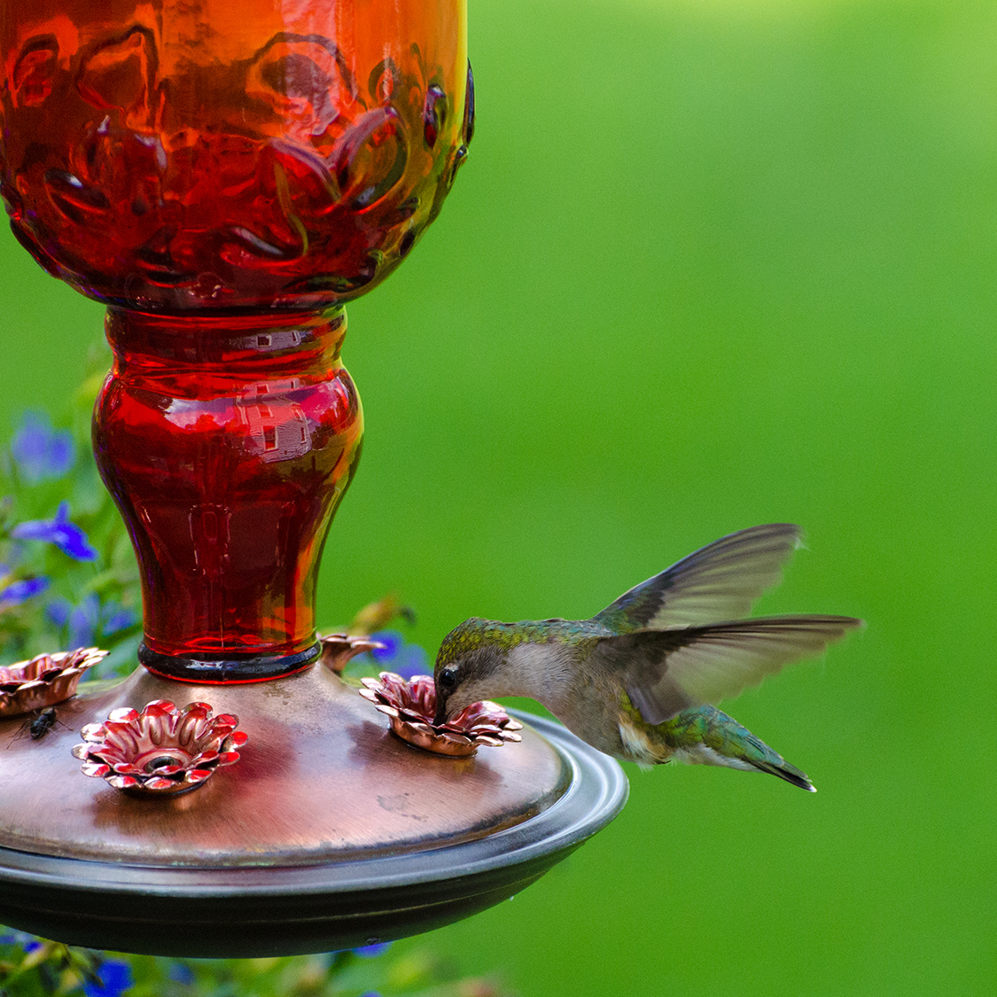 How to Keep Algae from Growing in Humming Bird Feeder