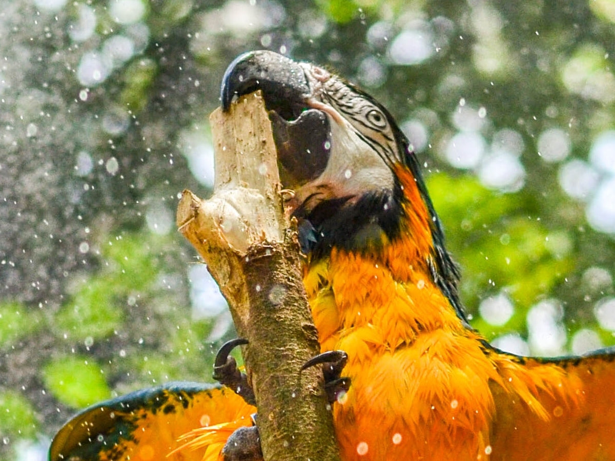 How to Keep Pests Away Fom Pet Birds