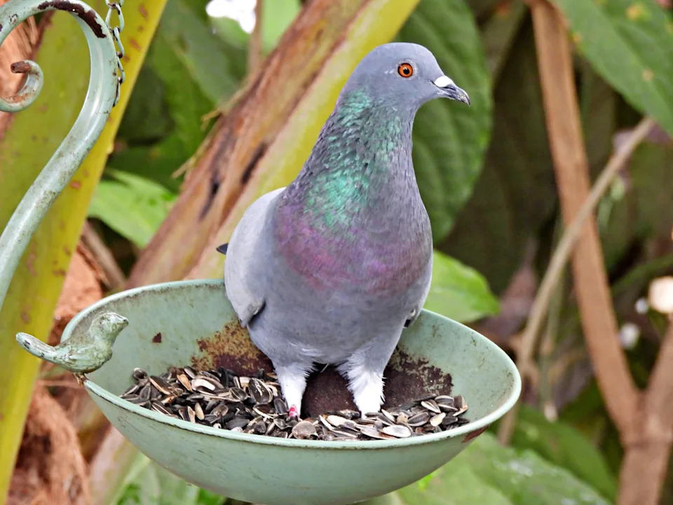 How to Keep Pigeons Away from the Bird Feeder