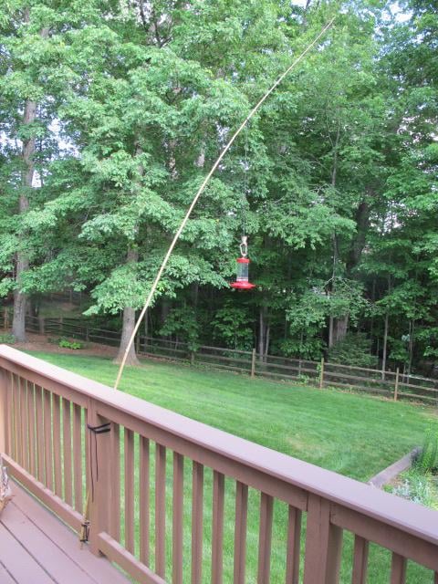 How to Keep Raccoons from Climbing Bird Feeder