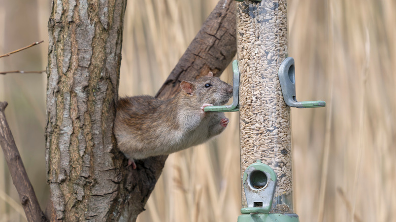 How to Keep Rats off the Bird Feeder
