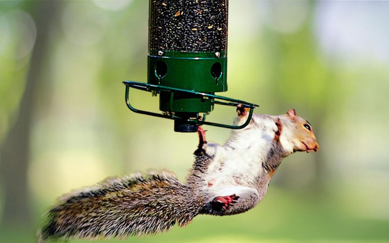 How to Keep Rodent Out of Bird Feeder