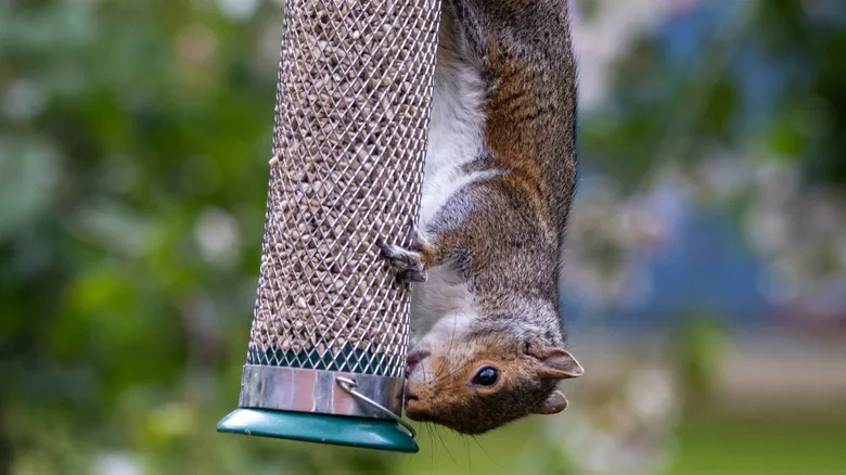 How to Keep Squirrels Out of Bird Feeder Diy