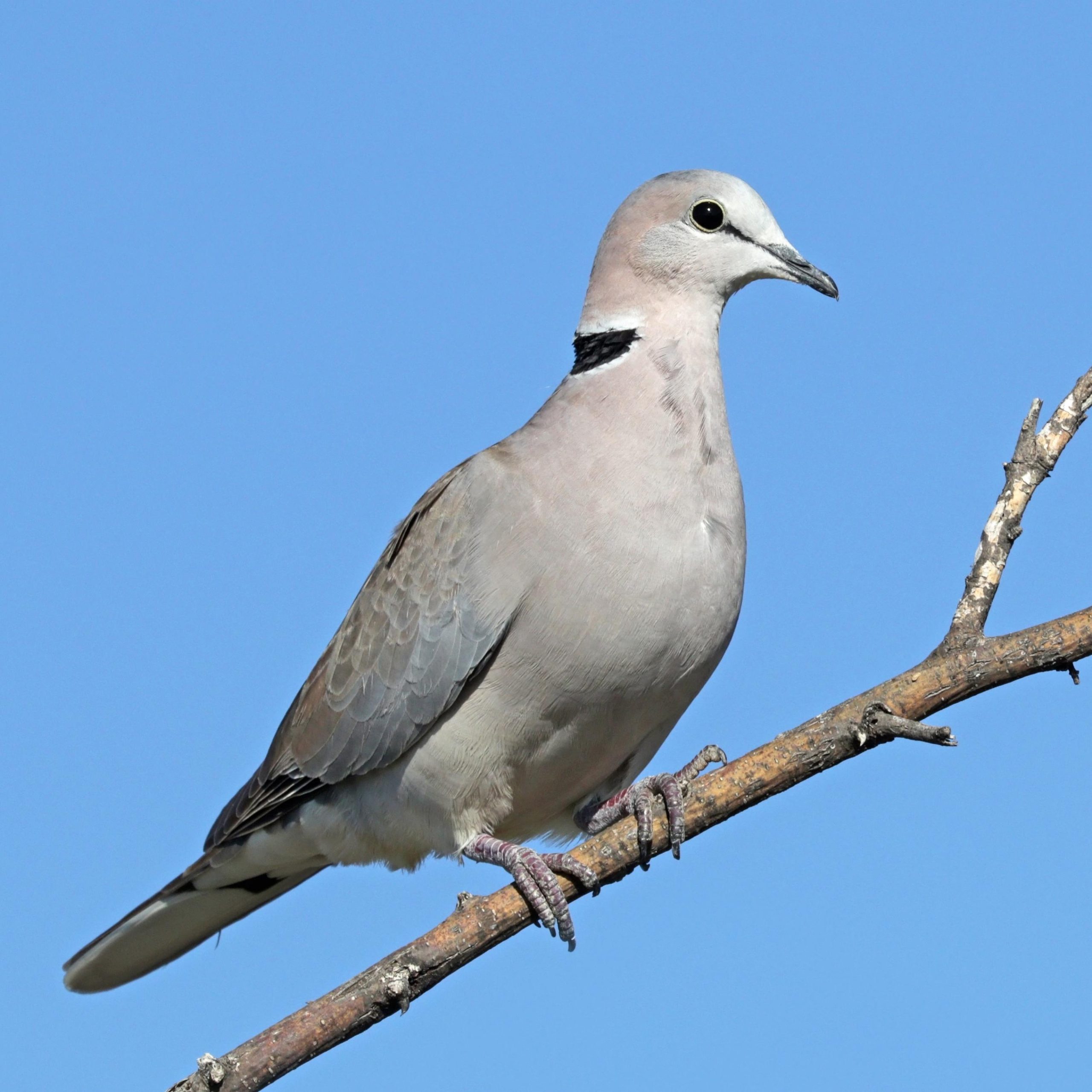 How to Make a Bird Feeder for Ringneck Doves