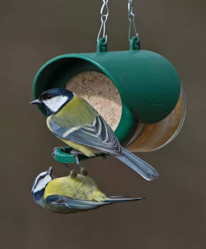 How to Make a Bird Feeder Out of Peanut Jar