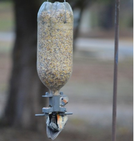 How to Make a Bird Feeder With Stuff at Home