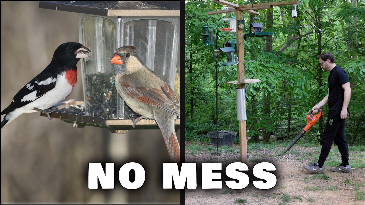 How to Make a No Mess Bird Feeder Diy