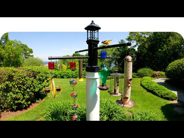 How to Make a Raccoon Proof Bird Feeder Pole