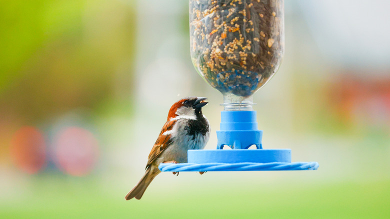 How to Make a Regular Bird Feeder Fit a Pole