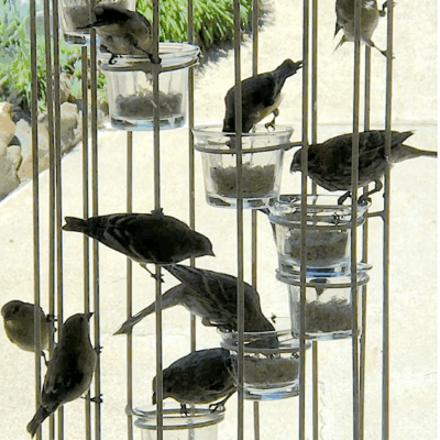 How to Make a Wire Bird Feeder