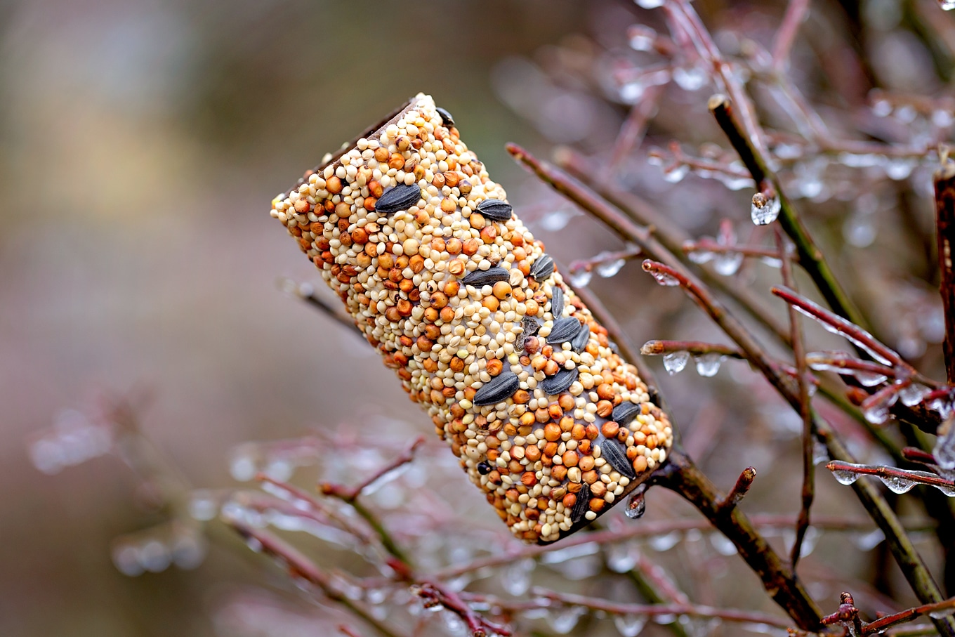 How to Make an Easy Homemade Bird Feeder