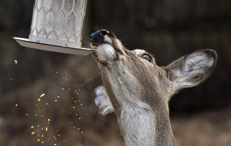 How to Make Your Bird Feeder Wire Shorter