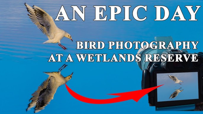 How to Photograph Birds in Flight Wildlife Photography Tips Youtube