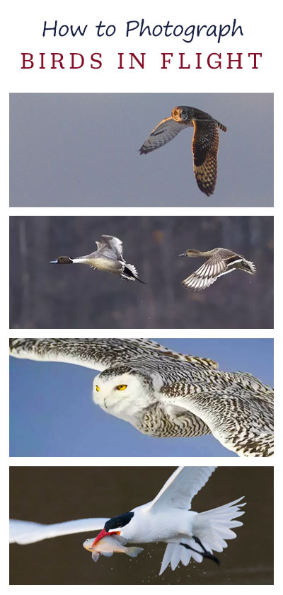 How to Photograph Birds in Flight Wildlife Photography Tips
