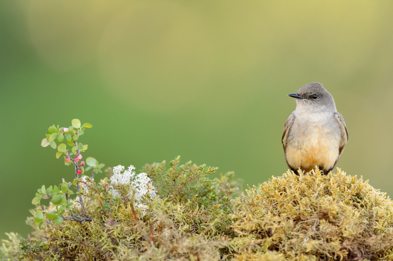 How to Photography Birds