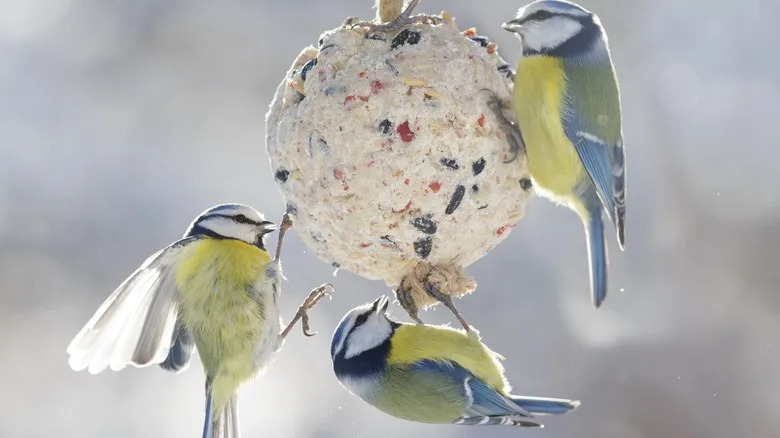 How to Prevent Large Birds Landing on Suet Feeder