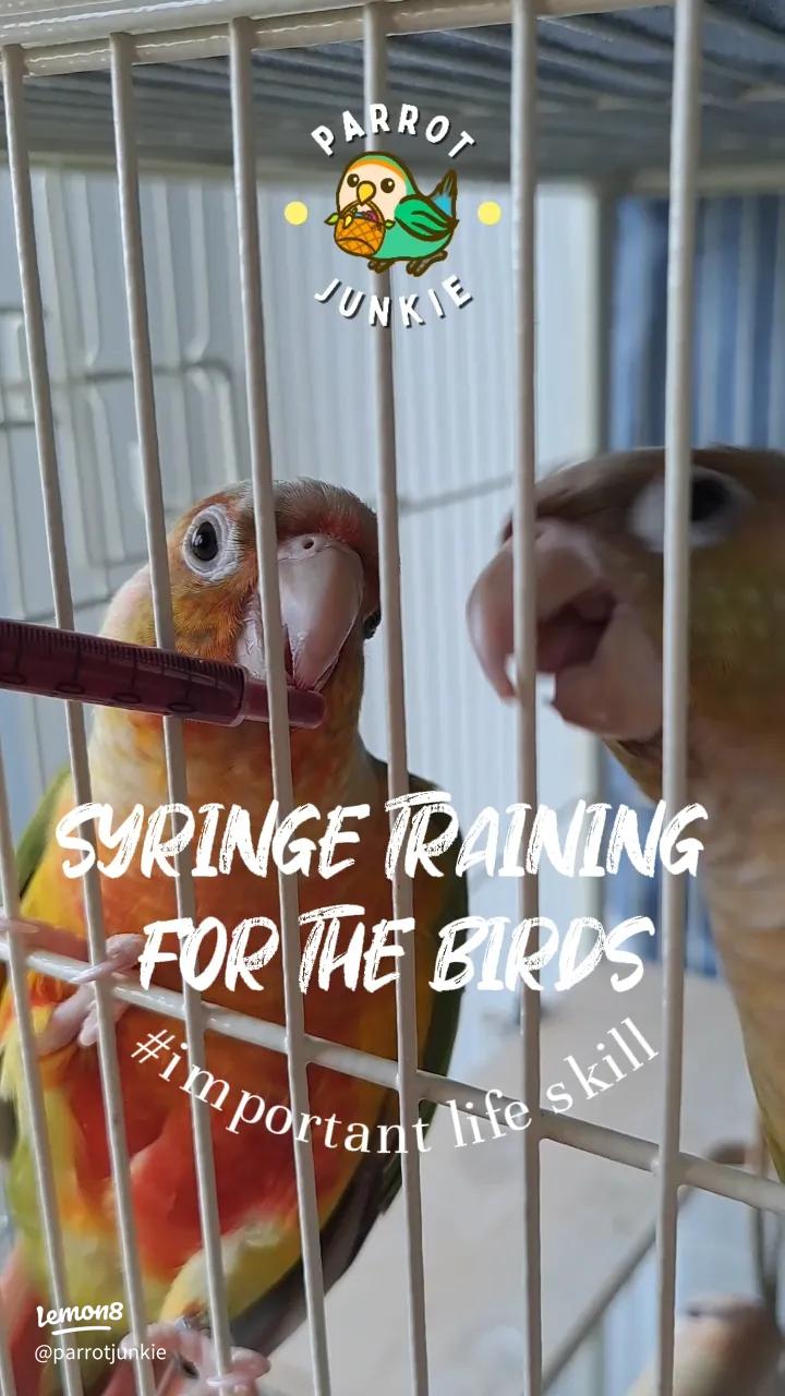 How to Properly Feed a Love Bird With a Syringe