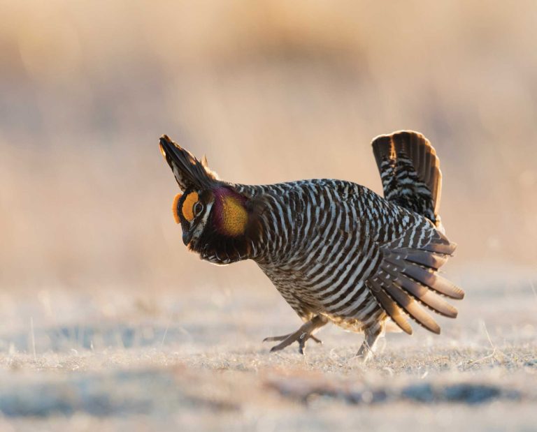 How to Recommend a Site for Bird Conservation