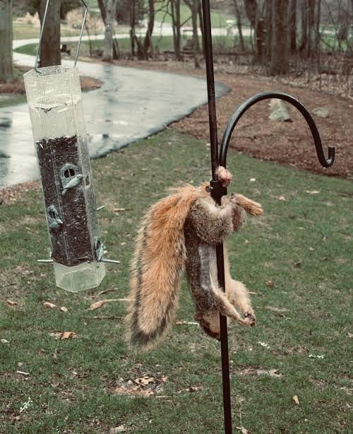 How to Squirrel Proof Bird Feeder With Slinky