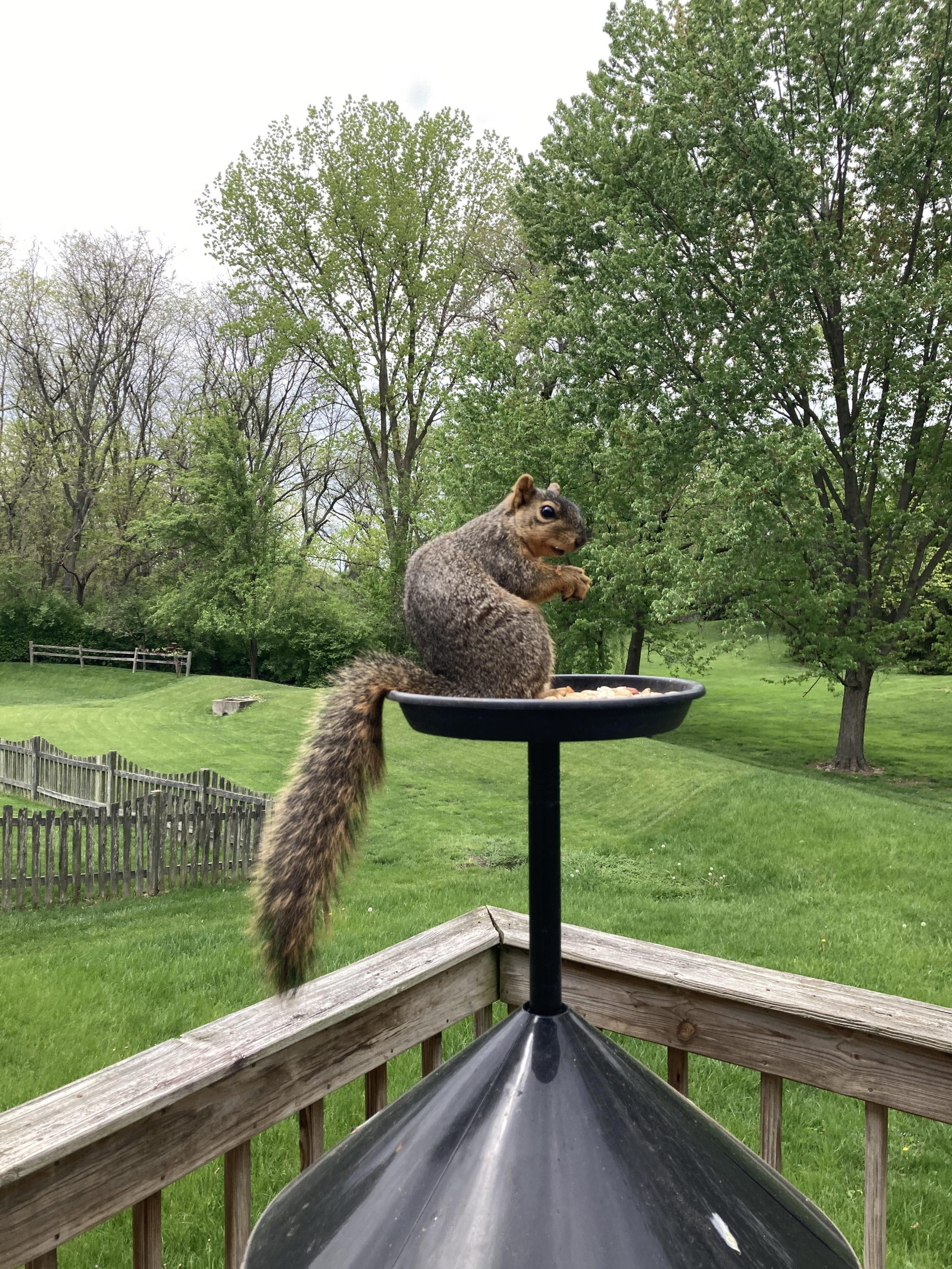 How to Squirrel Proof Deck Arm Bird Feeder